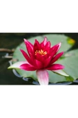 Kırmızı Lotus Çiçeği Tohum Nilüfer Çiçeği Tohumu 3 Tohum - 1