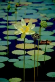 Sarı Lotus Çiçeği Tohum Nilüfer Çiçeği Tohumu Turuncu Lotus Tohumu 5 Tohum - 3