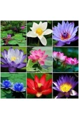 Expres Tohumculuk 3 Farklı Lotus Çiçeği Tohum Nilüfer Çiçeği Tohumu Lotus Tohumu thumbnail 1