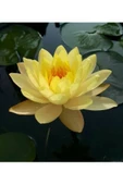 5 Adet Tohum Organik Lotus Sarı Su Çiçeği Tohumu Organik Nilüfer Çiçeği Tohumu Hediye Tohumlu - 2