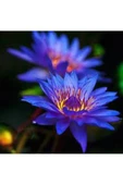 Mavi Lotus Çiçeği Tohum Nilüfer Çiçeği Tohumu Mavi Lotus Tohumu 10 Adet Tohum - 3