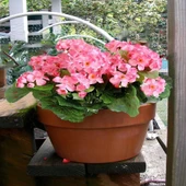 Nettenevime Yapay Çiçek Sardunya Demeti 40*25cm 1.Kalite PEMBE Balkon Çiçeği thumbnail 7