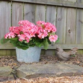 Nettenevime Yapay Çiçek Sardunya Demeti 40*25cm 1.Kalite PEMBE Balkon Çiçeği thumbnail 3