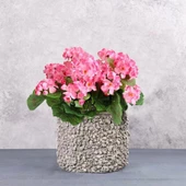 Nettenevime Yapay Çiçek Sardunya Demeti 40*25cm 1.Kalite PEMBE Balkon Çiçeği thumbnail 2