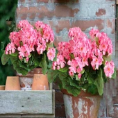 Nettenevime Yapay Çiçek Sardunya Demeti 40*25cm 1.Kalite PEMBE Balkon Çiçeği thumbnail 6