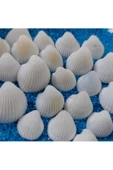 Kuzeylina Hesaplı 1-3 cm Küçük Deniz Kabuğu 1kg Teraryum Deniz Kabukları Silis Akvaryum Süs Ufak Kabuklar - 1