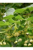 Kuzeylina Ihlamur 50 g - 2