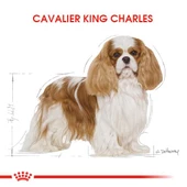 Royal Canin Cavalier King Charles Yetişkin Köpek Maması 3 Kg thumbnail 5