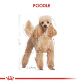 Royal Canin Poodle Adult Yetişkin Köpek Maması 3 Kg thumbnail 4