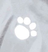 Trixie Köpek Yağmurluk S 34cm Transparan Şeffaf Siyah Biyeli thumbnail 3