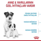 Royal Canin Mini Starter Yavru Köpek Maması 4 KG - 2