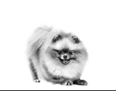 Royal Canin Pomeranian Yetişkin Köpek Irk Maması 1.5  Kg - 5