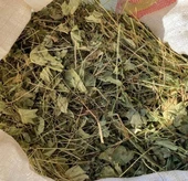 Aslan Pençesi 300 gr ORGANİK ( Testere Dişli, Yeni Mahsül, Doğal Kurutulmuş ) - 1