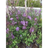 2 Adet Leylak Fidanı (Syringa Chinensis ) 50-100 cm thumbnail 3