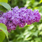 2 Adet Leylak Fidanı (Syringa Chinensis ) 50-100 cm thumbnail 5