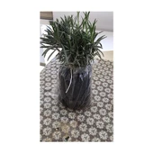 Bahçe Tipi Lavanta Fidanı 20 Adet 15-25 cm Intermedia thumbnail 2