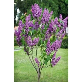 2 Adet Leylak Fidanı (Syringa Chinensis ) 50-100 cm thumbnail 2