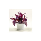 Tradescantia Purple Passion Mor Telgraf Çiçeği Fidanı 10-20 cm thumbnail 2