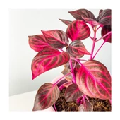 Kırmızı Iresine Herbstii 10-35 cm Çingene Şalvarı Fidesi thumbnail 3