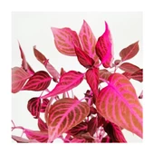 Kırmızı Iresine Herbstii 10-35 cm Çingene Şalvarı Fidesi thumbnail 2