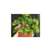 Aptenia Cordifolia Buz Çiçeği Fidanı 10-20 cm thumbnail 2