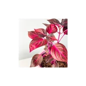 Kırmızı Iresine Herbstii 10-35 cm Çingene Şalvarı Fidesi thumbnail 1