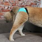 388/449332 Köpek Külotu XLarge 50-59 cm - 1