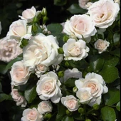 Yediveren Gül Fidanı 1 Adet 10-20 cm Beyaz thumbnail 1