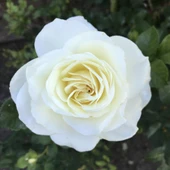 Yediveren Gül Fidanı 1 Adet 10-20 cm Beyaz thumbnail 3