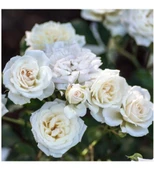 Yediveren Gül Fidanı 1 Adet 10-20 cm Beyaz thumbnail 2