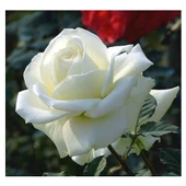 White Rose Sapling Beyaz Gül Fidanı Saksıda 15-25 cm thumbnail 1