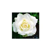 White Rose Sapling Beyaz Gül Fidanı Saksıda 15-25 cm thumbnail 2