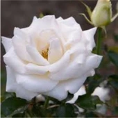 Duman Beyazı Gül Fidanı Saksıda Yediveren Aşılı 10-20 cm thumbnail 1