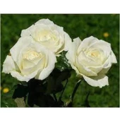 Bembeyaz Saksılı Beyaz Gül Fidanı 15-25 cm - 3