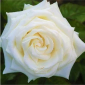 Bembeyaz Saksılı Beyaz Gül Fidanı 15-25 cm - 1
