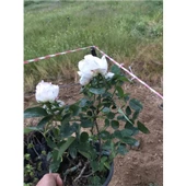 Dantel Beyazı Gül Fidanı 20-30 cm - 2