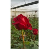 Mercan Kırmız Gül Fidesi 10-20 cm thumbnail 2