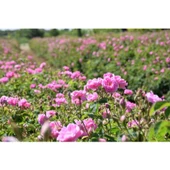 Barby Pembesi Saksılı Isparta Gülü Fidanı 10-30 cm thumbnail 3