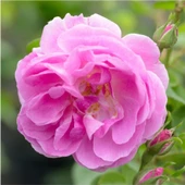 Barby Pembesi Saksılı Isparta Gülü Fidanı 10-30 cm thumbnail 1