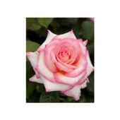 Pembe Beyaz Sarmaşık Gül Fidanı 5 Adet 15-25 cm - 1