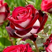 Bayrak Kırmızı Yediveren Gül Fidanı 20-30 cm - 1