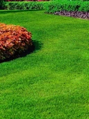 LİPPA RASEN TRİFOLİUM REPENS 1KG CİM TOHUMU - 2