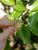 Doğal Taş Sitrin Doğal Taşlı Kadın Ayarlanabilir Yüzük euy2s thumbnail 3