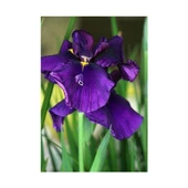 Mezarlık Çiçeği Iris Çiçeği Mor Zambak 10-20 cm thumbnail 1