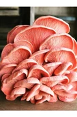 Pembe Istiridye Mantarı Miseli Tohumu Vakumlu 100 gram ( Ekim Kılavuzu) - 2