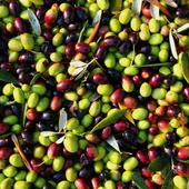 Sofralık ve Sıkımlık Tüplü Edremit Çelebi Zeytini Fidanı - 1
