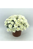 Kasımpatı Krizantem Chrysanthemum Beyaz thumbnail 3