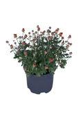 Kasımpatı Saksı’da (chrysanthemum) Turuncu Renk 10-20 cm - 1