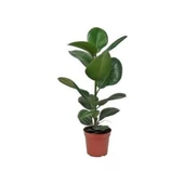 Ofis Bitkisi Ev Bitkisi Salon Bitkisi Iç Mekan Bitki Kauçuk Bitkisi 30-60 cm - 1