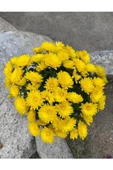 Sarı Kasımpatı Krizantem Chrysanthemum Çiçeği 10 - 20 Cm thumbnail 2
